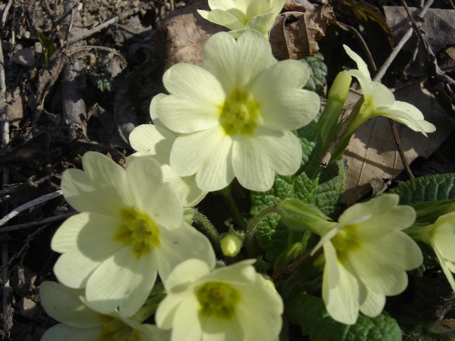 Fiori primaverili